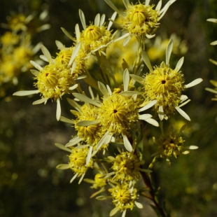 Leucodendron sp